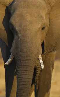 African Elephant (Loxodonta africana)