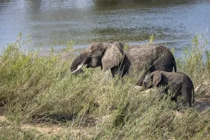 African elephant (Loxodonta africana)