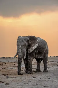 African elephant (Loxodonta africana)