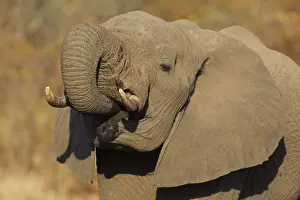 African Elephant (Loxodonta africana)