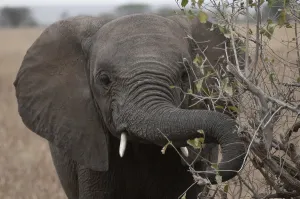 African elephant (Loxodonta africana)