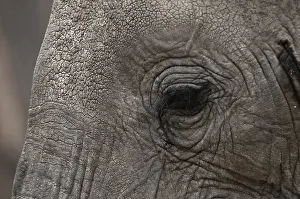 African elephant (Loxodonta africana)
