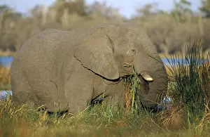 African elephant (Loxodonta africana)