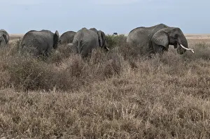 African elephant (Loxodonta africana)