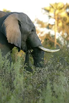 African elephant (Loxodonta africana)
