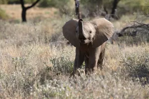 African elephant (Loxodonta africana)