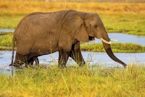 African elephant (Loxodonta africana)