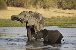 African Elephant (loxodonta africana)