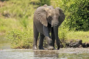 African elephant (Loxodonta africana)