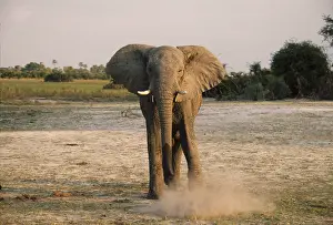 African Elephant (Loxodonta africana)