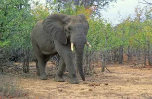 African Elephant (Loxodonta africana)