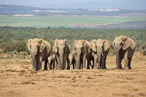 African elephant (loxodonta africana)