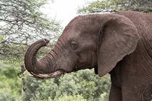 African elephant (Loxodonta africana)