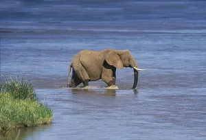 African Elephant (loxodonta africana)