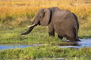 African elephant (Loxodonta africana)