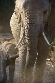 African Elephant (Loxodonta africana)