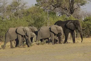 African Elephant (loxodonta africana)