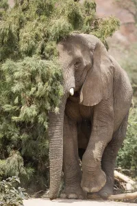 African Elephant (Loxodonta africana)