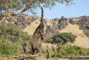 African Elephant (Loxodonta africana)