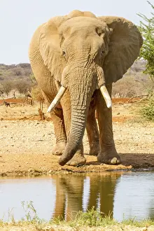 African elephant (Loxodonta africana)