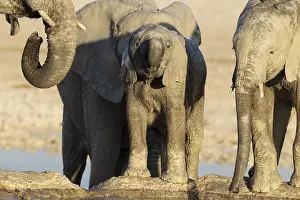 African Elephant (Loxodonta africana)