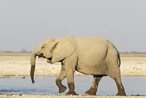 African Elephant (Loxodonta africana)