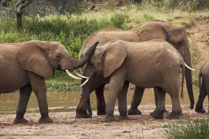 African Elephant (loxodonta africana)