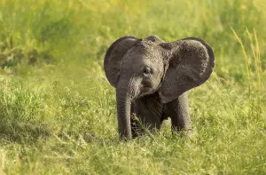 African Elephant (Loxodonta africana)