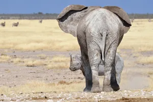African Elephant (Loxodonta africana)