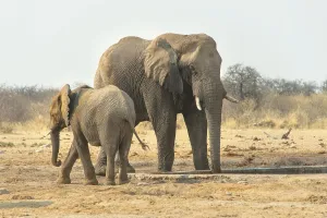 African Elephant (Loxodonta africana)