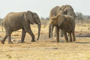 African Elephant (Loxodonta africana)