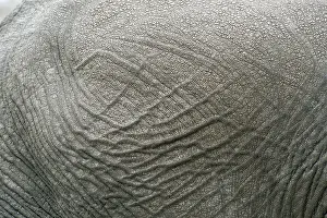 African elephant (Loxodonta africana)