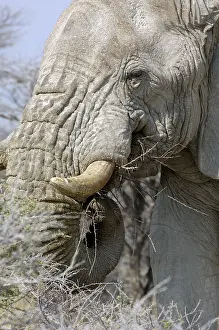 African elephant (Loxodonta africana)