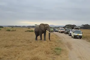 An African elephant (Loxodonta africana)