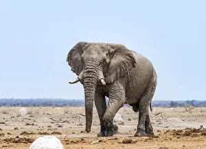 African elephant (Loxodonta africana)