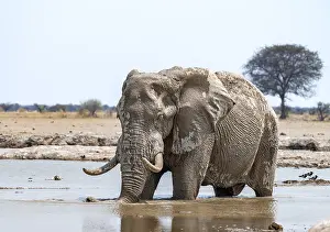 African elephant (Loxodonta africana)
