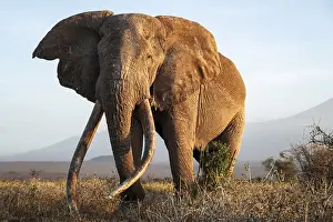 African elephant (Loxodonta africana)