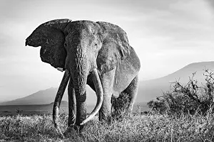 African elephant (Loxodonta africana)