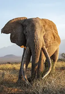 African elephant (Loxodonta africana)