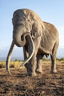 African elephant (Loxodonta africana)