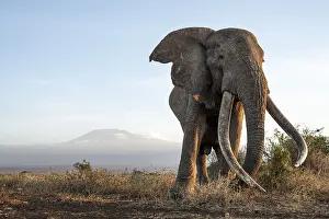 African elephant (Loxodonta africana)