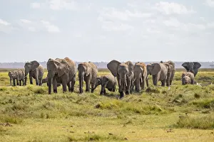 African elephant (Loxodonta africana)