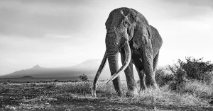 African elephant (Loxodonta africana)
