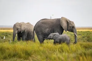African elephant (Loxodonta africana)