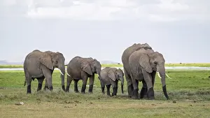 African elephant (Loxodonta africana)