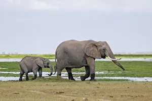 African elephant (Loxodonta africana)