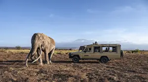 African elephant (Loxodonta africana)