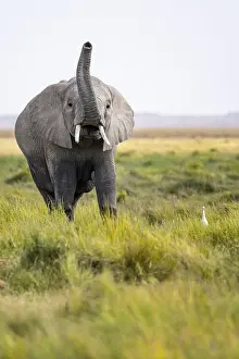African elephant (Loxodonta africana)