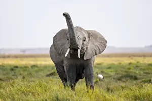 African elephant (Loxodonta africana)