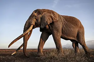 African elephant (Loxodonta africana)
